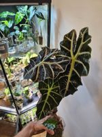 🌿 Alocasia Amazonica Babypflanzen 🌿
