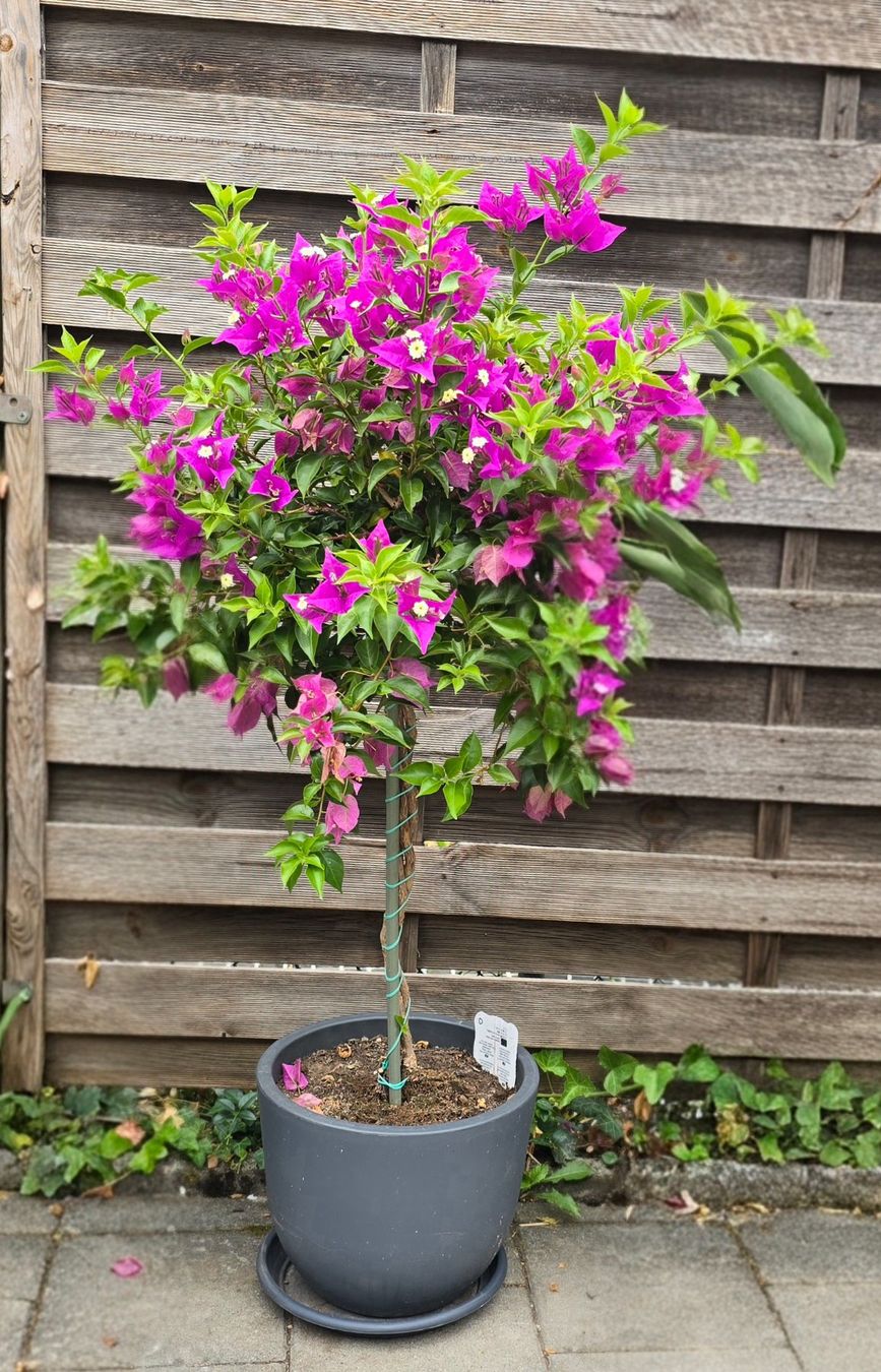 Pflanzen & Samen: Wunderschöne Bougainvillea – Neu (gemäss Beschreibung) aus Aarburg von popkorn65