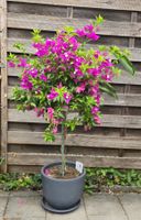 Wunderschöne Bougainvillea