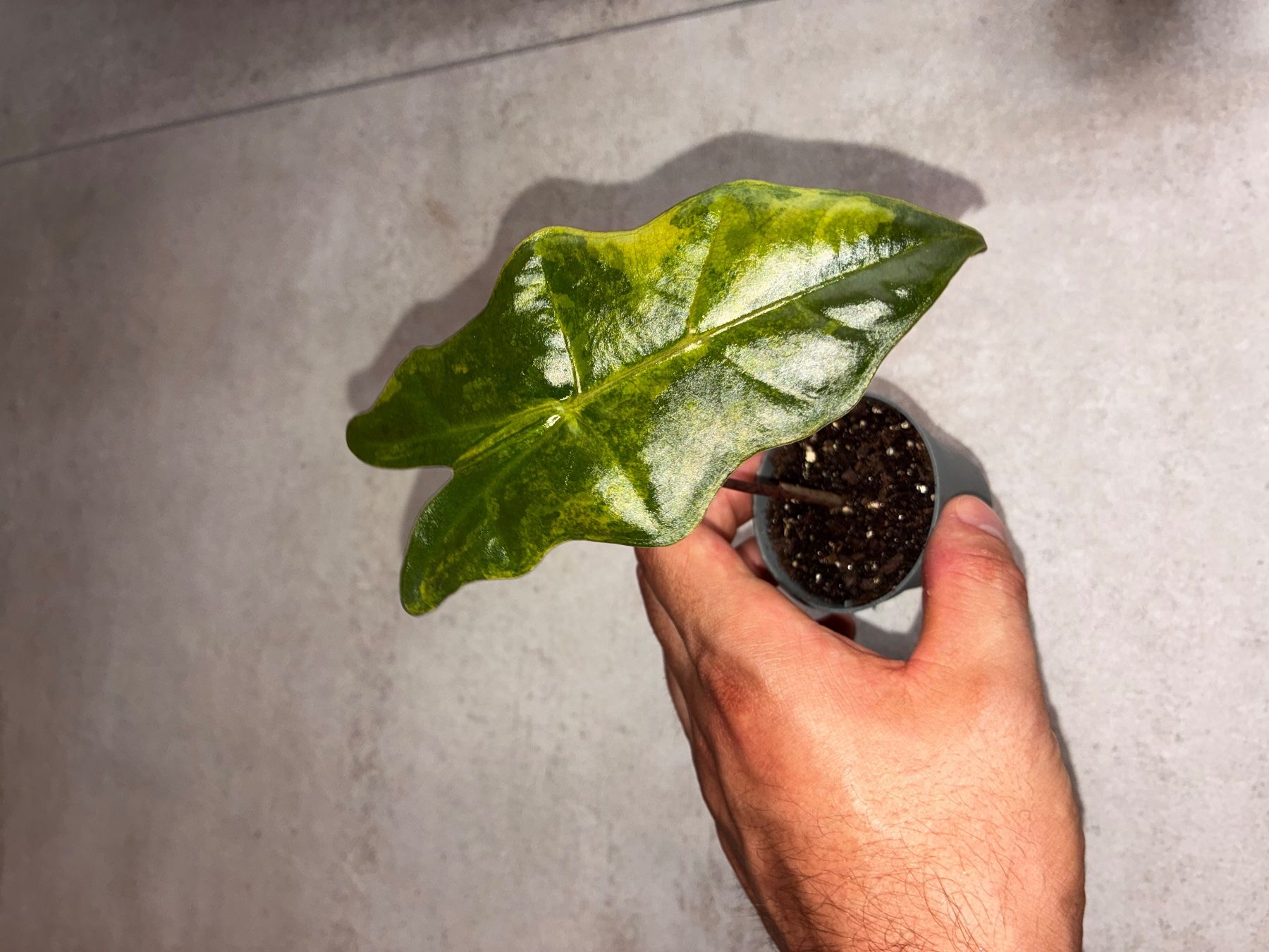 Pflanzen & Samen: Alocasia Pseudo Sanderiana Aurea – Neu (gemäss Beschreibung) aus Alchenflüh von Timmmsen 2