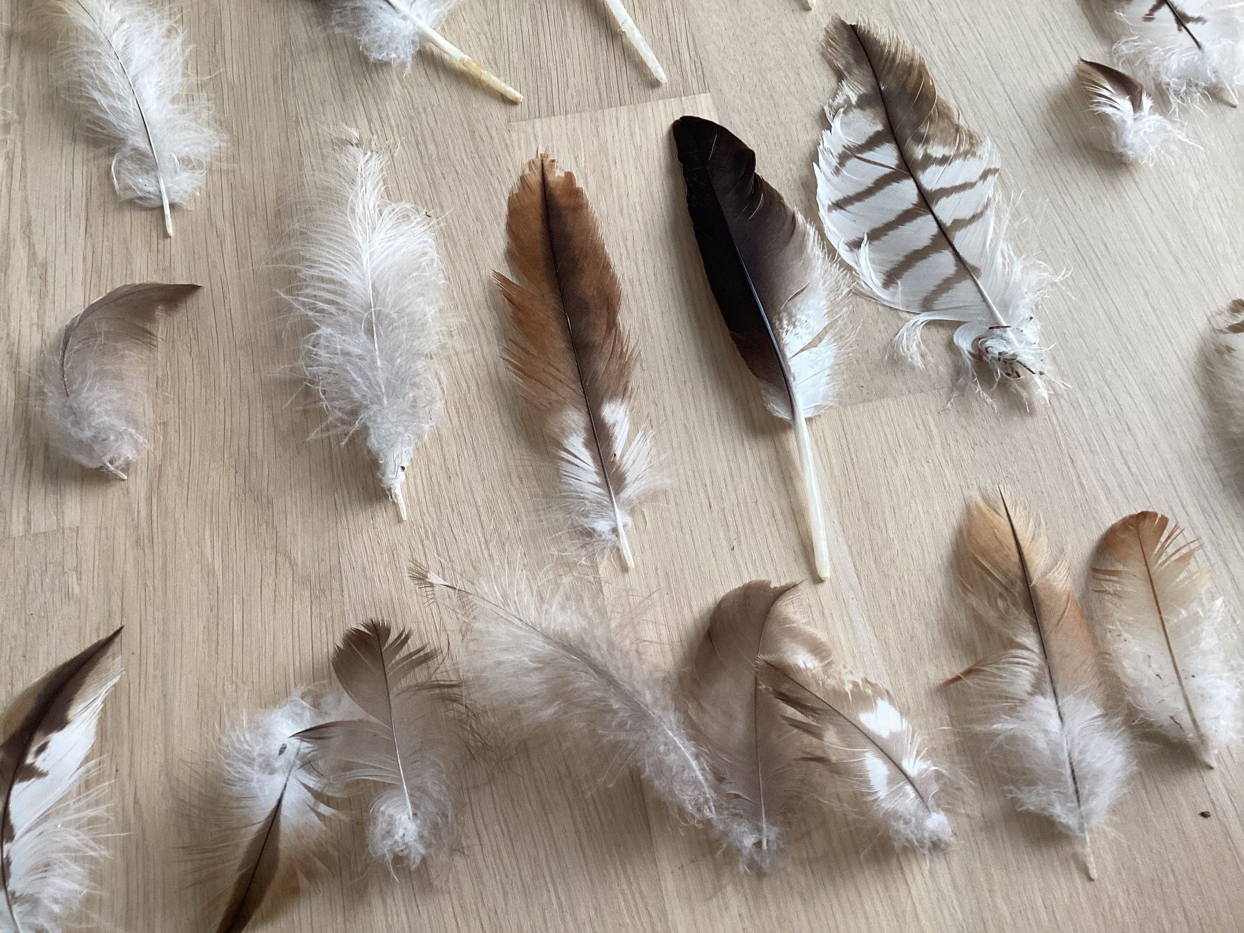 Welt der Tiere: Rotmilan und Mäusebussard Federn 2 – Gebraucht aus Flawil von Barschfreak 2