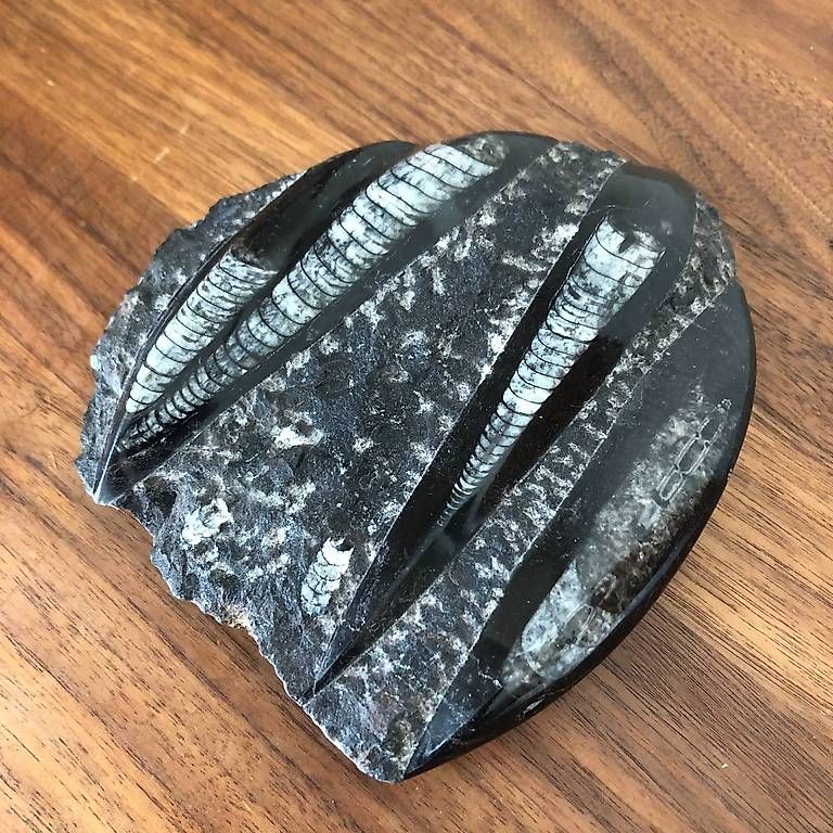 Minerali & Pietre curative: Fossil en pierre noir – Usato da Montreux venduto da Gilles.Charlet 1