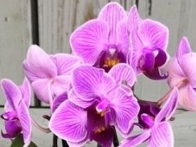Piante & sementi: Mini  Orchidee WILD "Phalaenopsis" 20 cm Farbe ROSÉ – Nuovo e nell'imballaggio originale da Rovio venduto da POSITIFFARTandPLANTS 4