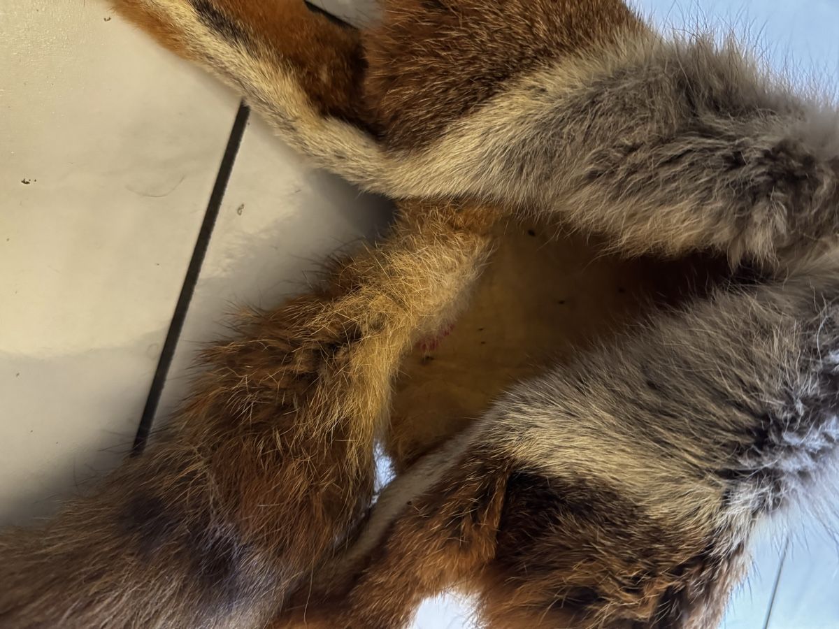 Il mondo degli animali: Fuchsfell -Fox fur pelt for sale – Usato da Olten venduto da Asaliya 3