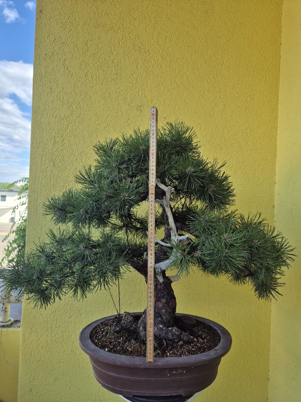 Pflanzen & Samen: Japanische Bergkiefer  – Gebraucht aus Lengnau BE von emki89 1
