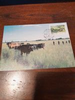 Carte postale vintage rare - Vaches Lady Frere, 1985! (55)