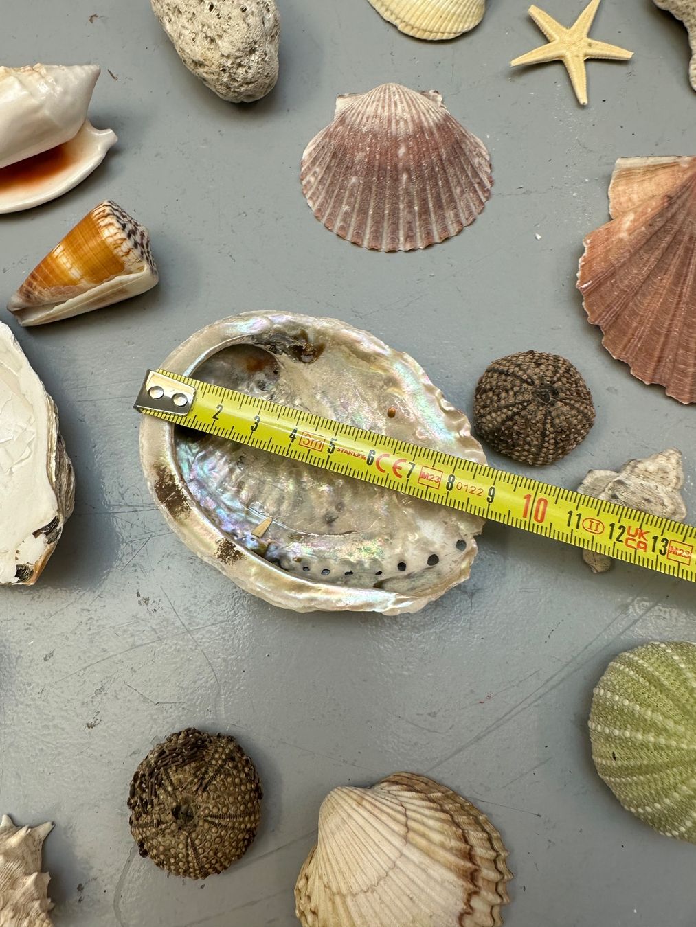 Fossilien: MUSCHELN DIV AB 1.-!!! – Gebraucht aus Zürich von NIKI777 6