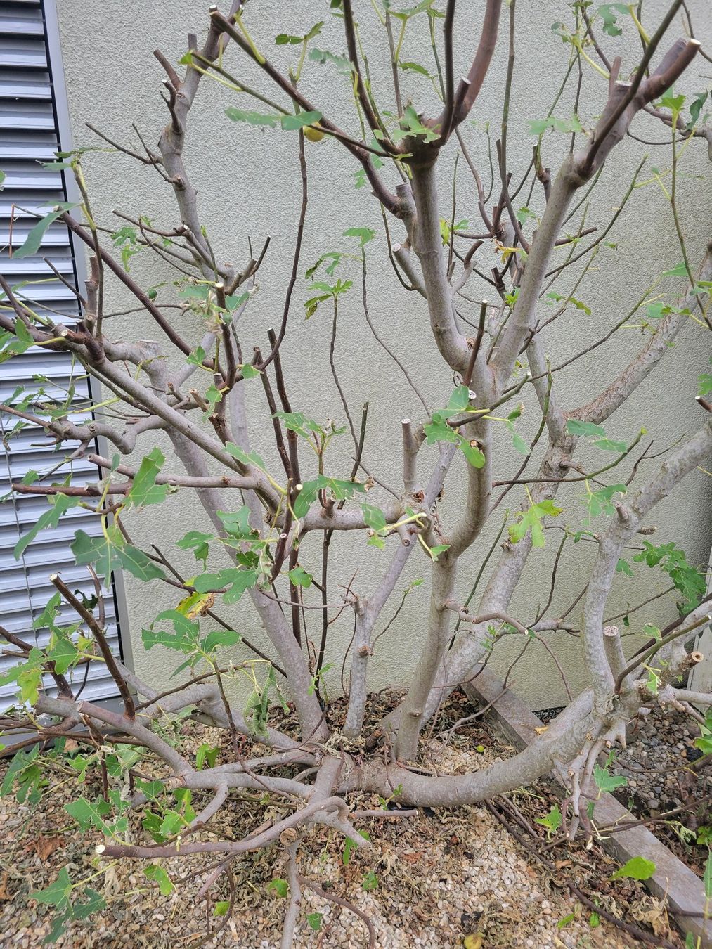 Piante & sementi: Älterer Feigenbaum zum Selbstausgraben – Usato da Niederweningen venduto da Vinylmoudi