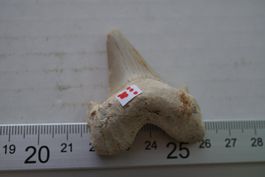 Otodus obliquus  Fossil  Haizahn   42mmx 50mm Sammlerstück