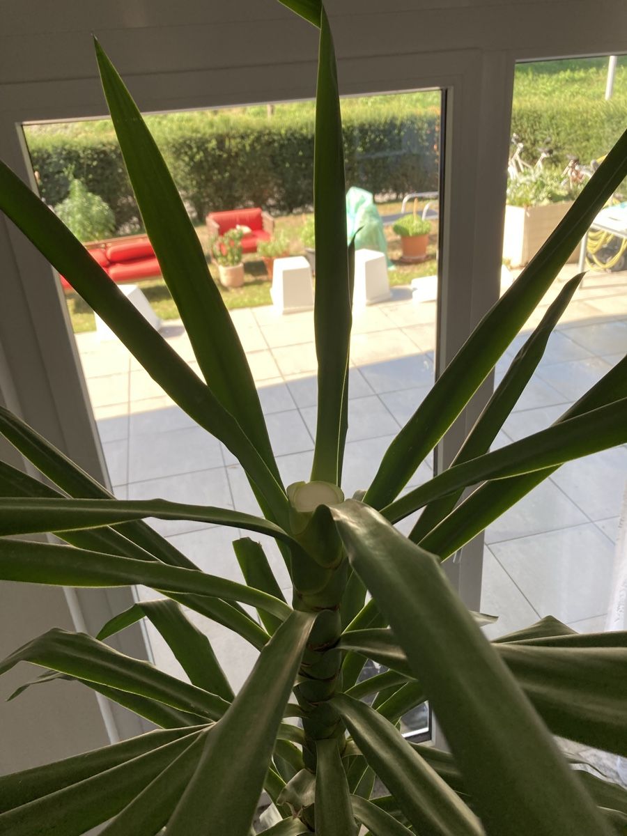 Piante & sementi: Grosse Yucca-Palme – Usato da Oberkirch LU venduto da claude_lagler 3