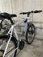 Star Cat Leopard Mountainbike Weiss-Blau