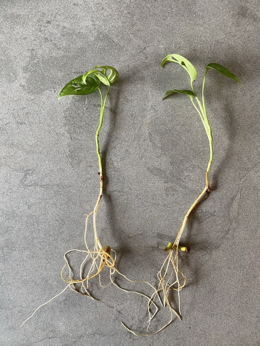 Pflanzen & Samen: Monstera adansonii (Monkey Mask) - Ableger – Neu (gemäss Beschreibung) aus Maienfeld von Tiramisu3