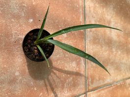 Yucca treculeana, Jungpflanze, praktisch winterhart