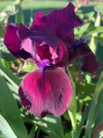 1 Zwerg-Schwertlilie P. Charm Gartenpflanze