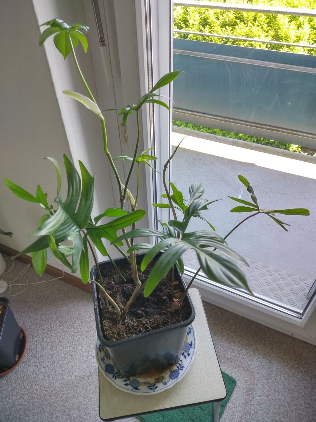 Piante & sementi: Philodendron pedatum – Usato da Jona venduto da Argus36 2