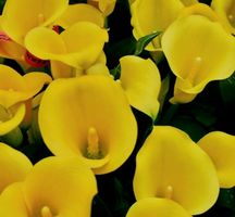 1 Rhizom der erwachsenen Zantedeschia " "CAPTAIN SOLO"