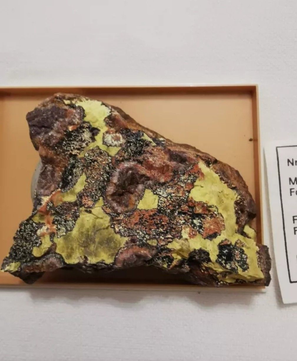 Fossiles: Sammlung Fossilien  – D'occasion à Basel par Treasurehunter 4