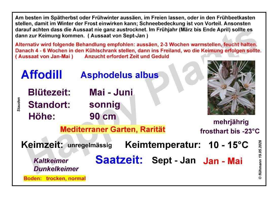 Piante & sementi: Affodill - Asphodelus albus - 15 Samen – Nuovo e nell'imballaggio originale da Sumiswald venduto da Cham14559 2