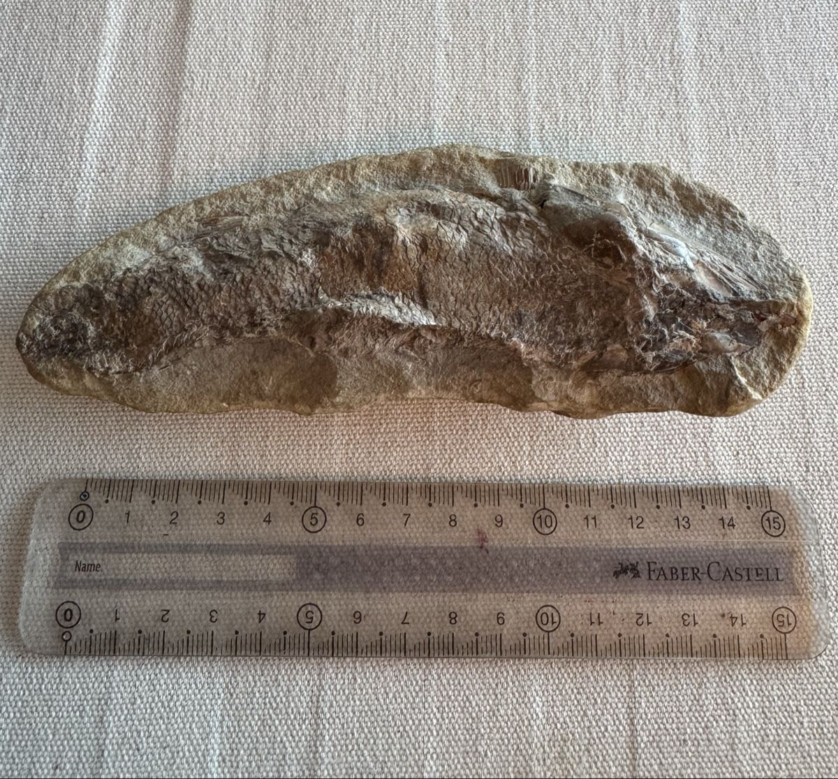 Fossilien: 🔥Fossil fish specimen approximately 16 cm long – Gebraucht aus Morges von SevArt 9