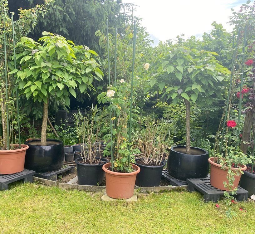 Pflanzen & Samen: Trompetenbaum Pflanzen Blumen Gartenbäume Baum – Gebraucht aus Dottikon von 6571 1