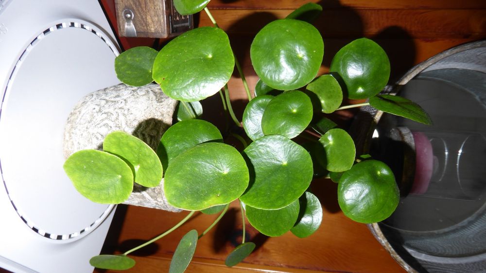 Pflanze Glückstaler Pilea ohne Topf Kaufen auf Ricardo