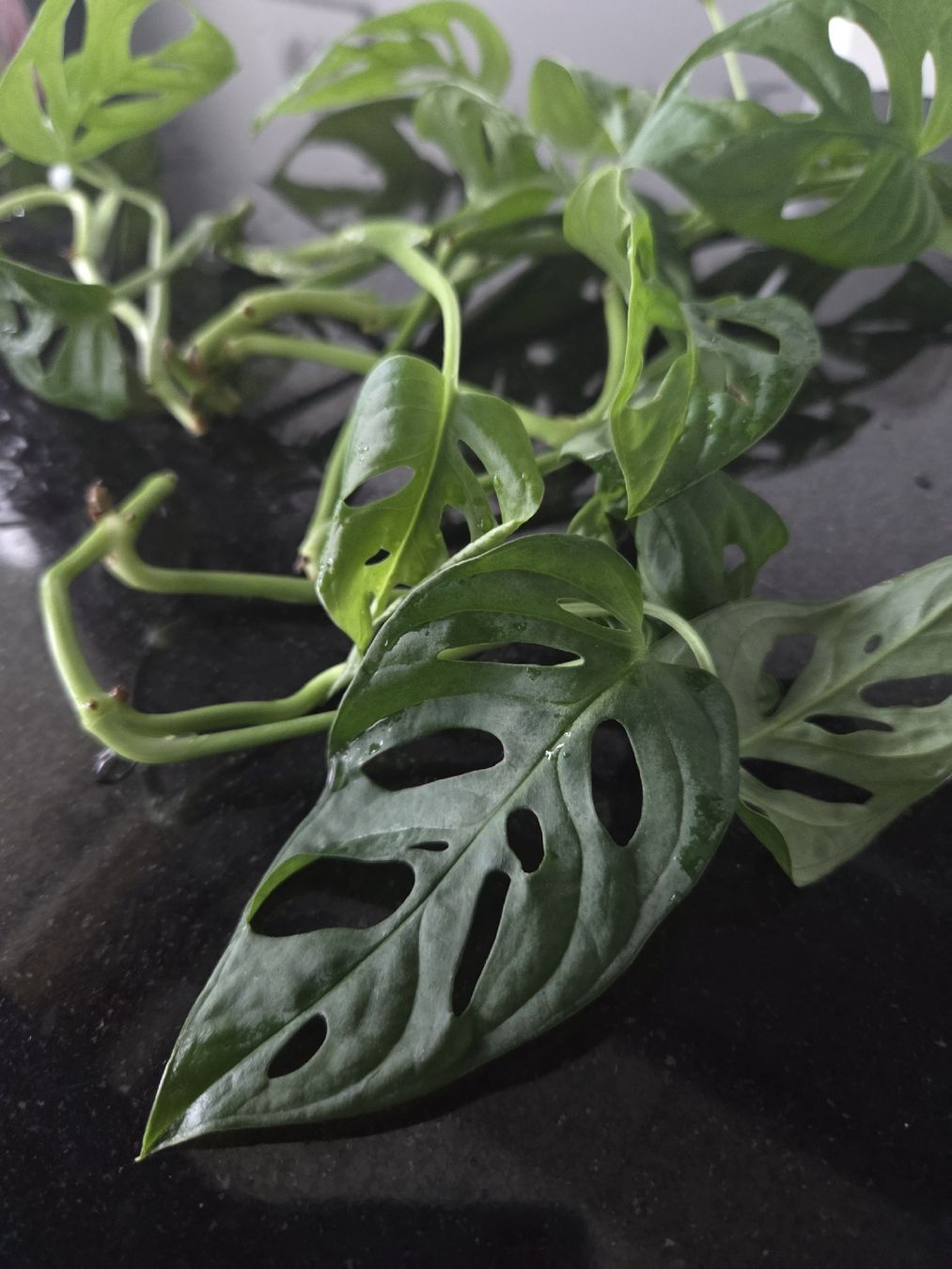 Pflanzen & Samen: Monstera Adansonii Ableger – Neu (gemäss Beschreibung) aus Frauenfeld von Schenken-mit-Herz 1