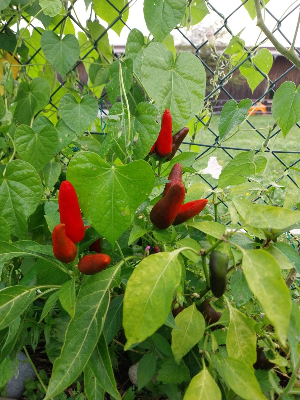 Piante & sementi: Thai Chili 10 Samen – Usato da Schwaderloch venduto da bademeister79 1