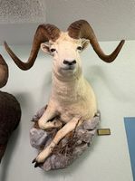 Prächtiges Dallschaf als Jagdtrophäe, Wanddeko