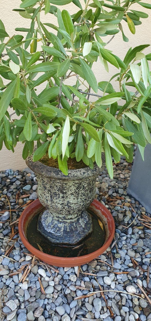 Pflanzen & Samen: 2 Olivenbäumli in Amphoren – Gebraucht aus Adligenswil von Wurli1 1