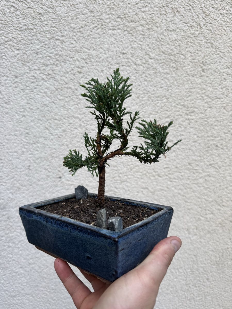 Piante & sementi: Kleiner Zypressen/Juniper Bonsai – Usato da Rümlang venduto da Gruseh.ch 2