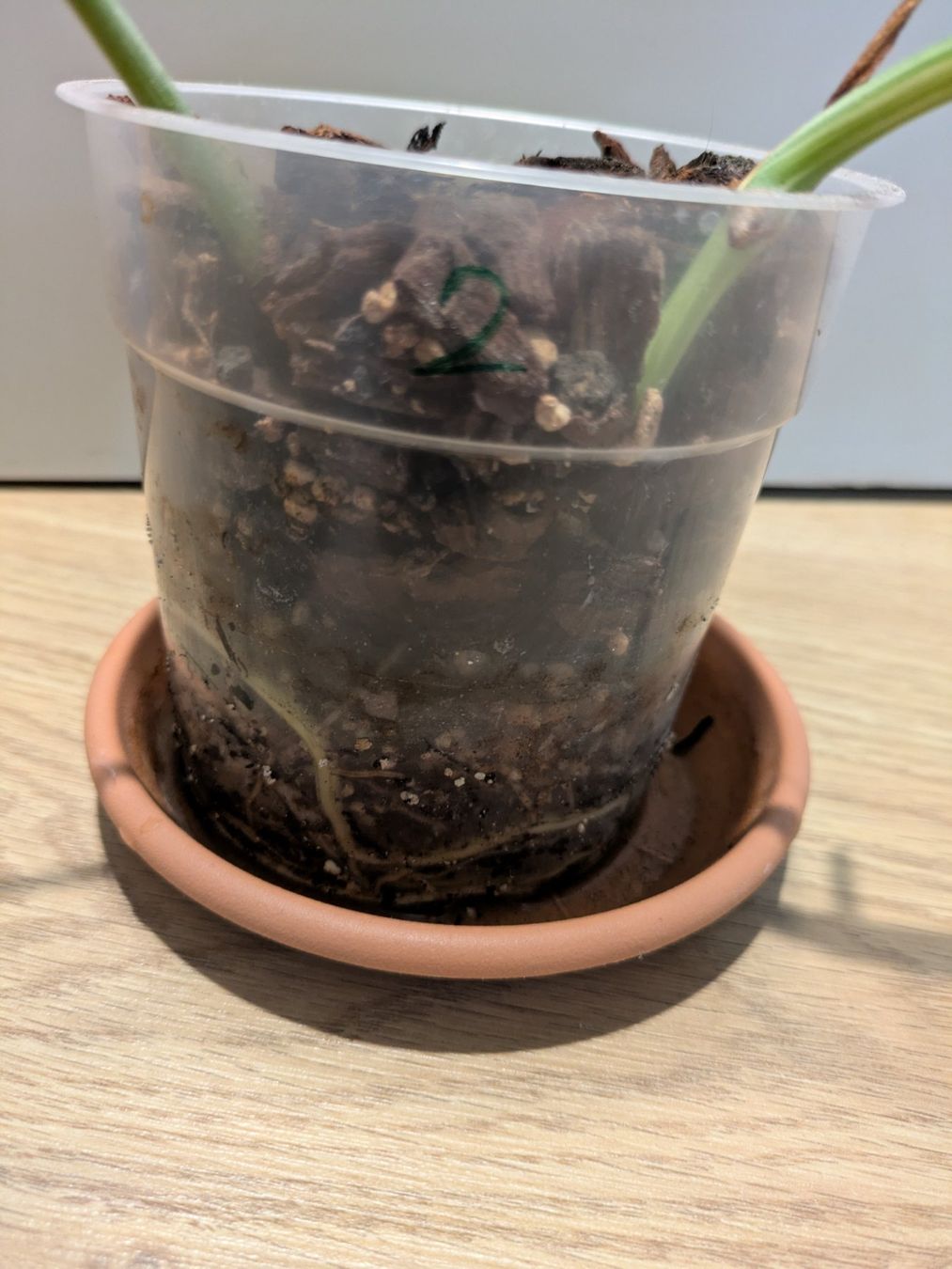 Piante & sementi: Monstera deliciosa Variegata - Rare – Usato da Winkel venduto da Kade50 2