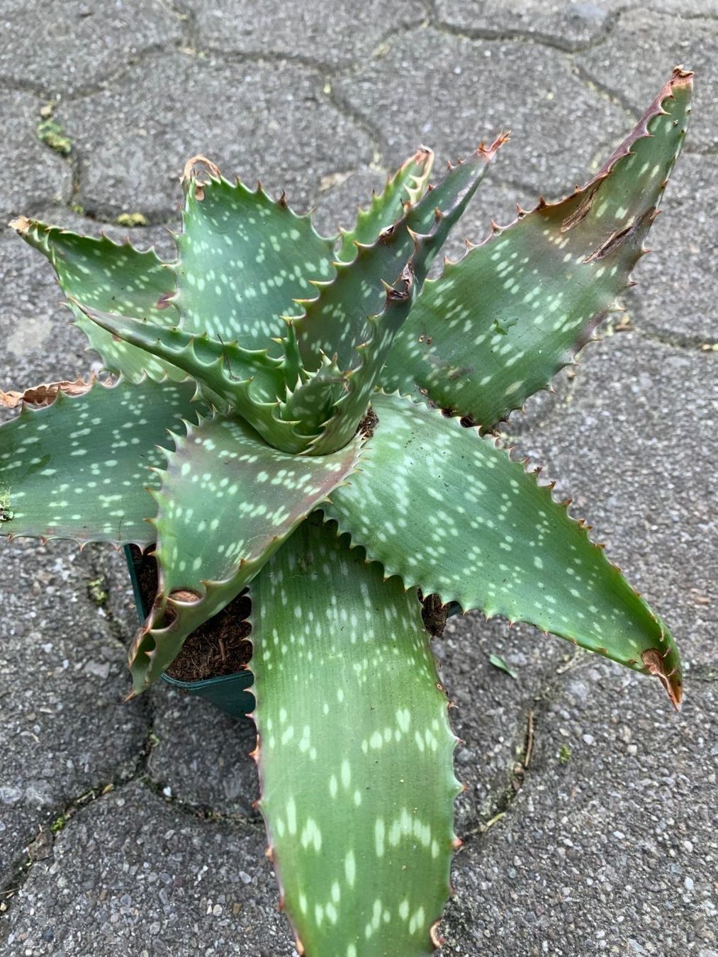 Pflanzen & Samen: Aloe greenii - eine Pflanze! – Neu (gemäss Beschreibung) aus Steffisburg von Petroselium