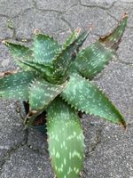 Aloe greenii - eine Pflanze!
