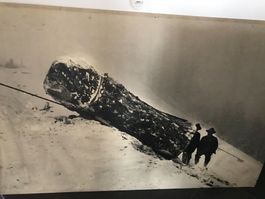 Hürlimann Bild kein Rapid Aebi Bührer
