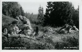 St. Gallen SG Wildpark Peter + Paul Murmeltiere Burkhardt AK