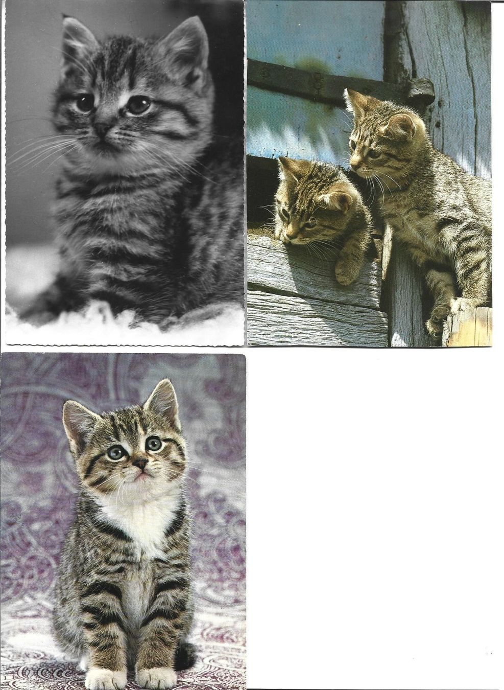 Cartoline postali: AK Katzen – Usato da Appenzell venduto da mai25 1