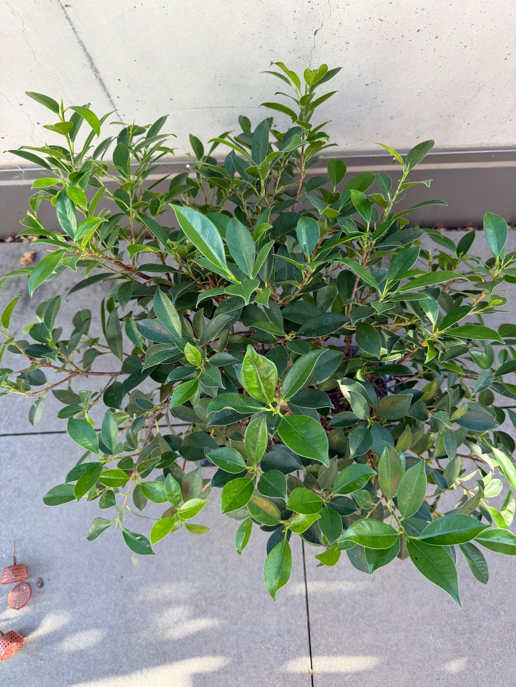Piante & sementi: Bonsai Ficus – Usato da Ennetbaden venduto da miboo 1