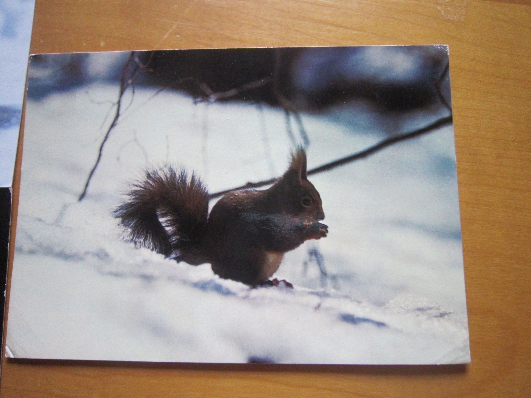 Cartes postales: No 17 Postkarte Eichhörnchen – D'occasion à Gordola par Polentaefung 1