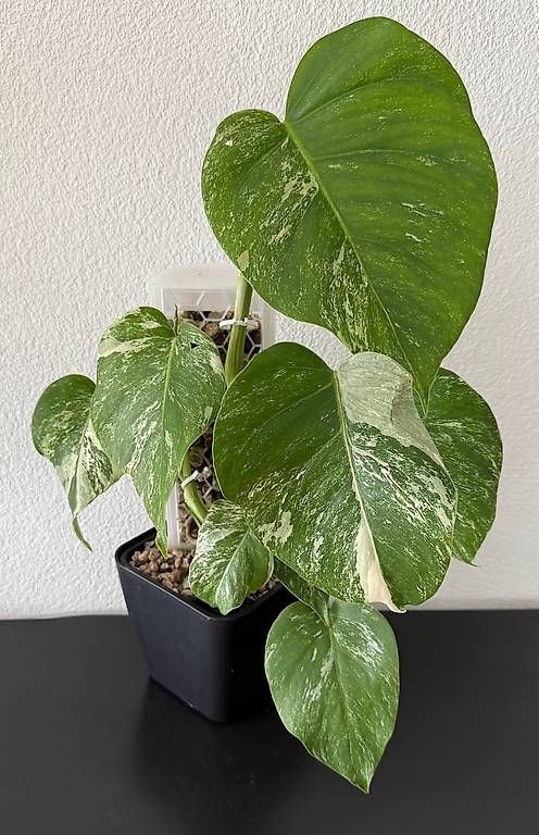 Piante & sementi: Monstera Deliciosa Variegata, 55cm, 3D-Rankstab – Usato da Aadorf venduto da Arkabraa 1