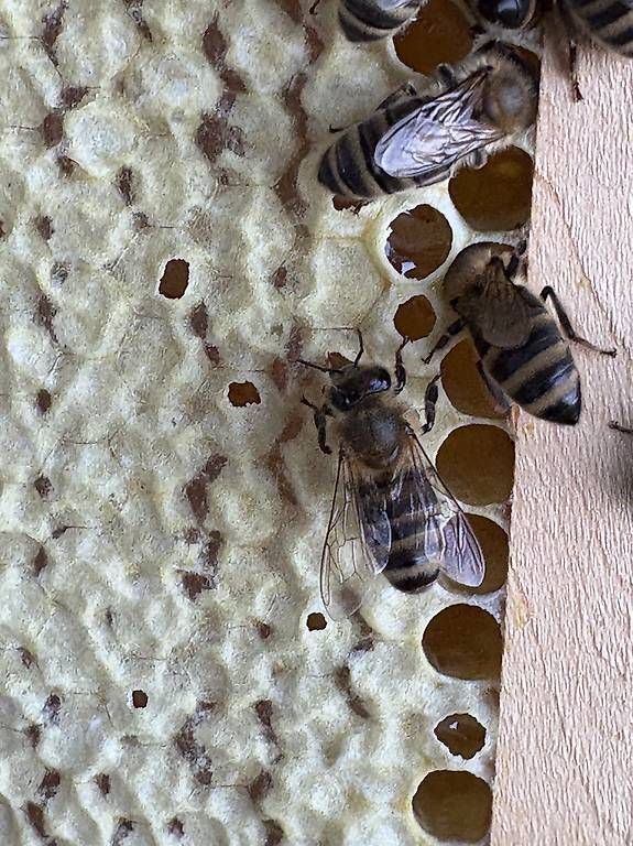 Cibi & Specialità: Honig aus eigener Imkerei – Nuovo e nell'imballaggio originale da Ruswil venduto da Schaulin1 2