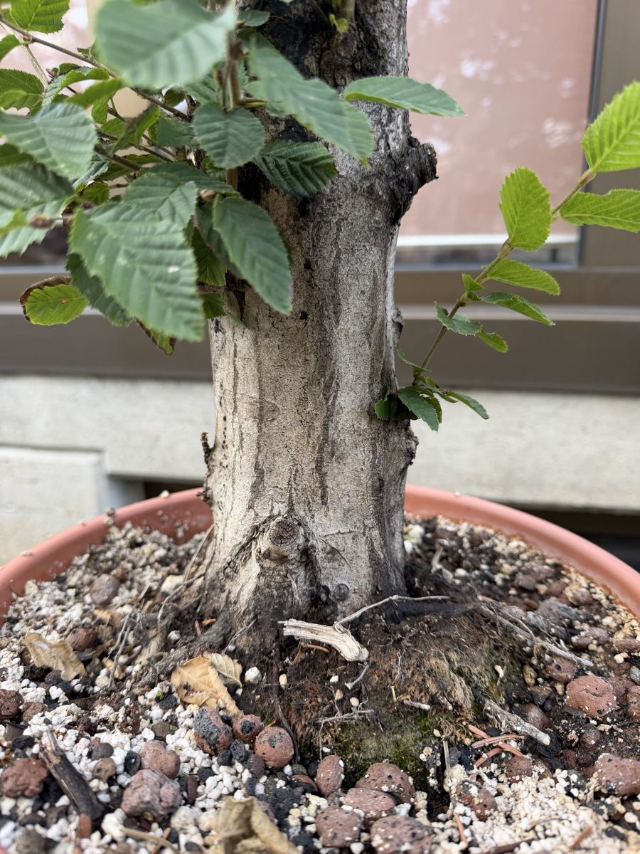 Piante & sementi: Hainbuchen Rohling Bonsai – Usato da Suhr venduto da BonsaiGutzi 4