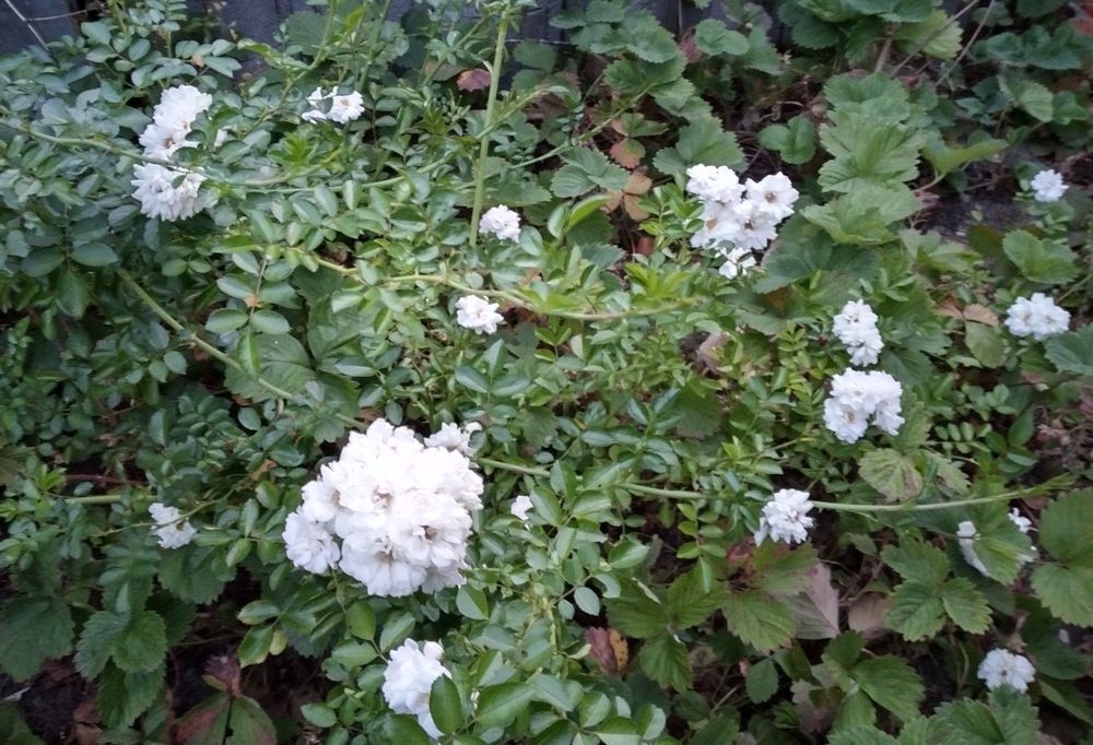 Rose jung , wurzelnackt, weiss Bodendecker und Kletterrose Kaufen
