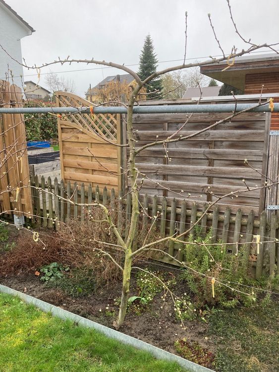 Apfelbaum Apistar, Spalier (Neu (gemäss Beschreibung)) in Arbon für CHF ...