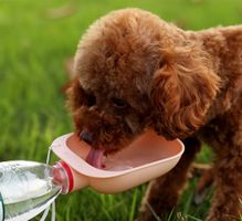 Wassernapf:Tragbare Haustier Wasserflasche-trinken 12.5x 9cm