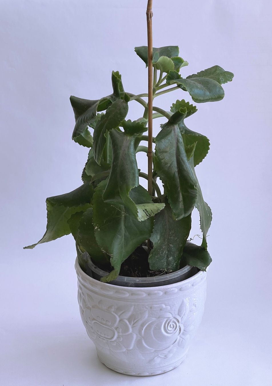 Pflanzen & Samen: Kalanchoe Brutblatt Bryophyllum**Daigremontianum***** – Neu (gemäss Beschreibung) aus Dübendorf von Orchid18 1