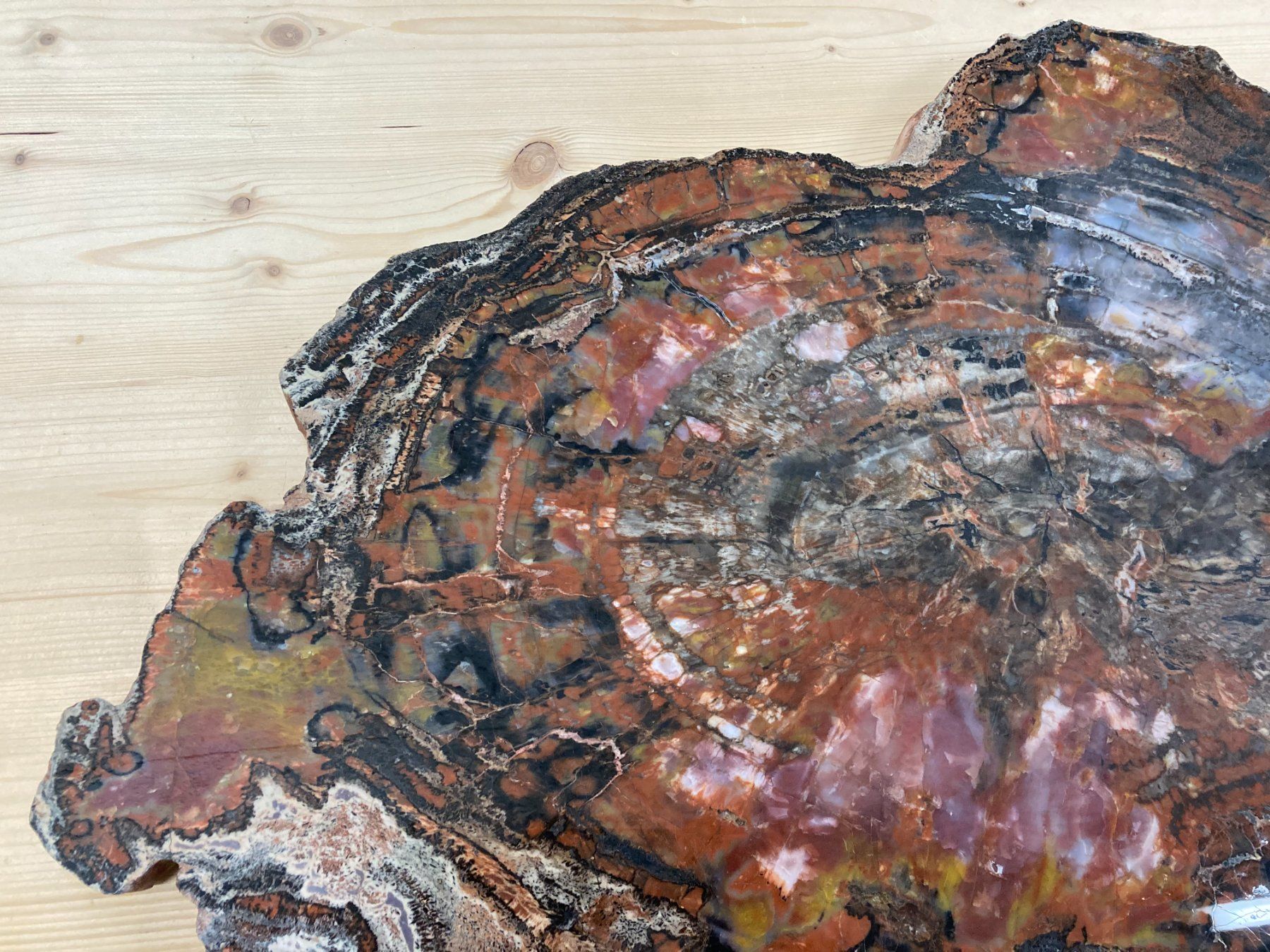 Mineralien & Heilsteine: WUNDERSCHÖNE VERSTEINERTE  HOLZ - SCHEIBE  27,25 KILO – Neu und originalverpackt aus Aesch ZH von LiquidAktion 1