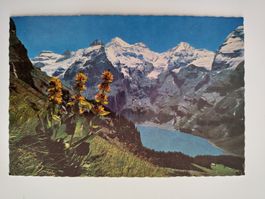 Gelber Enzian mit Oeschinensee, dat. 1971