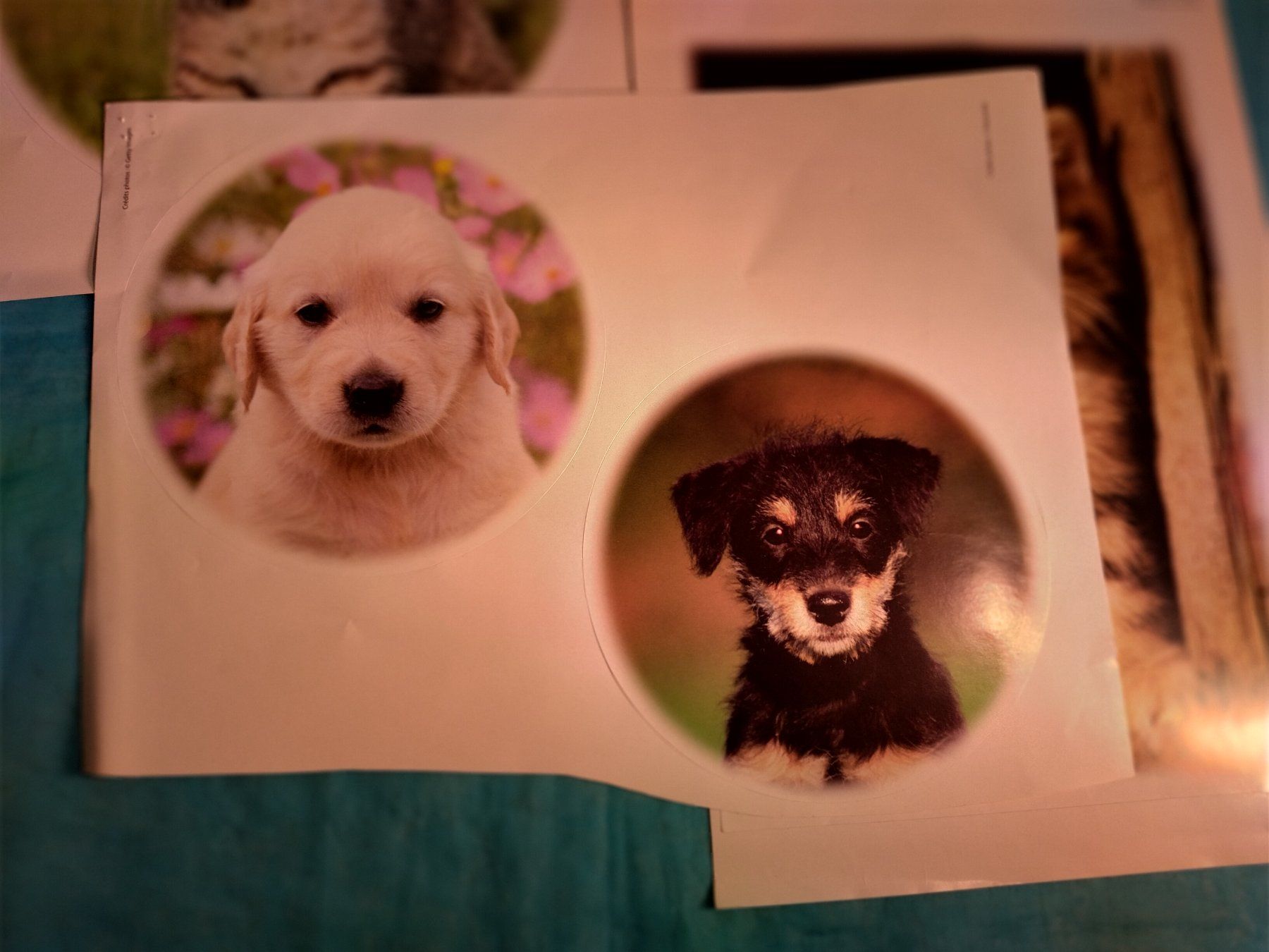 Sticker: 4 grosse Tiersticker, Hunde und Katzen – Nuovo (secondo la descrizione) da Bellach venduto da JingleCherry 3