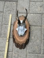 Geweih auf Holzschild mit Gebiss