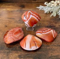 ✲ 1 Stk. Karneol Muschel ✲ 40g / 50mm Carnelian Shell
